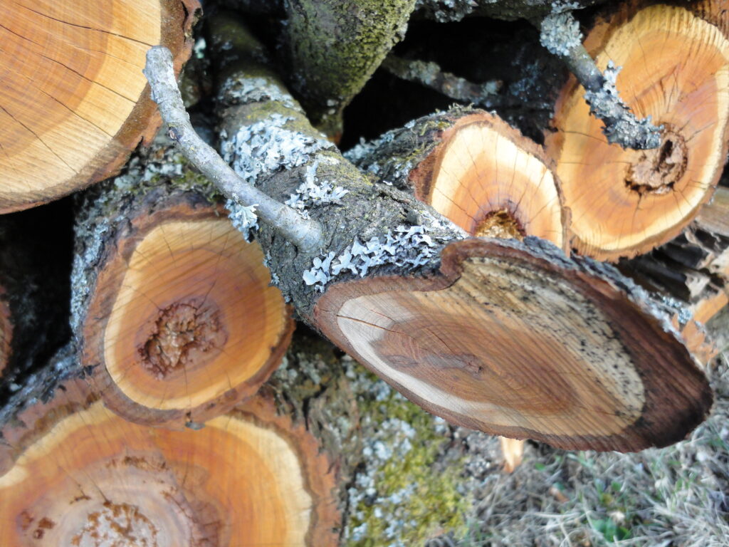 Foto gesägtes Holz