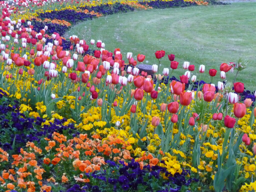Foto Blumenmeer