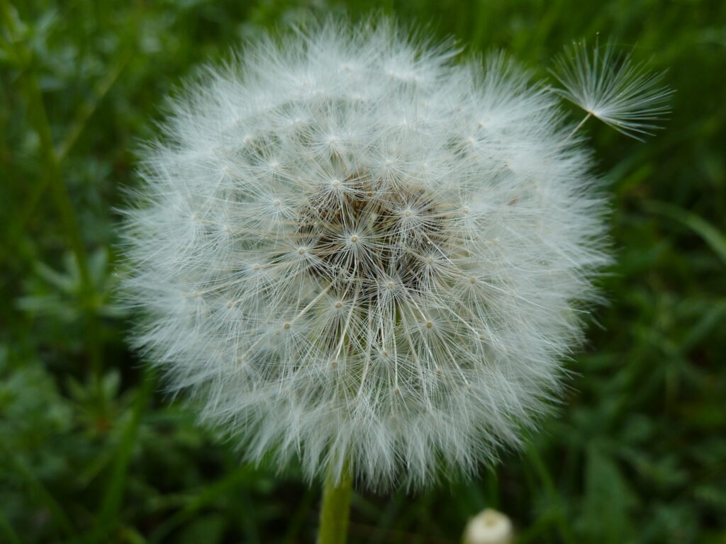 Foto Pusteblume